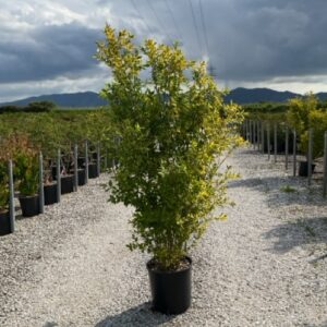 Ligustrum ovalifolium 'Aureum' Troène de Californie doré