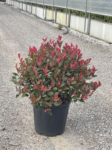 20250514165048192292