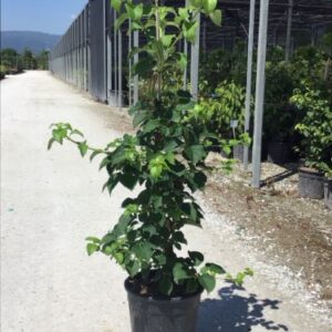 Hortensia grimpant - Hydrangea petiolaris