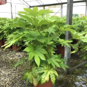 Aralia du Japon - Fatsia japonica