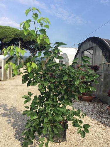 20250820165140047931