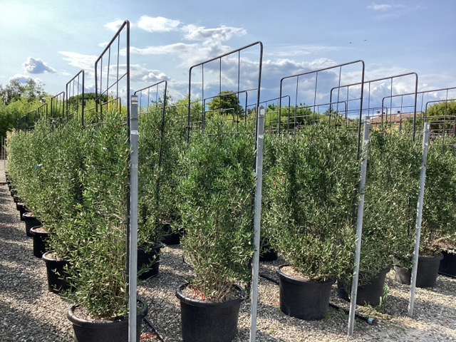 20250829210524373994