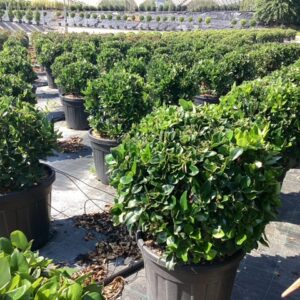 Ligustrum japonicum 'Texanum' – Troène du Japon nain