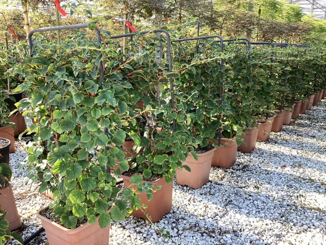 20250829210720784420