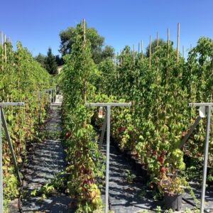 Vigne vierge - Parthenocissus quinquefolia 'Engelmannii'