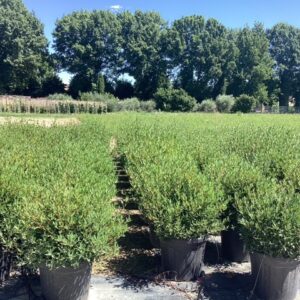 Filaire à feuilles étroites - Phillyrea angustifolia