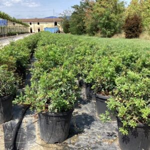 Pistacia lentiscus Lentisque