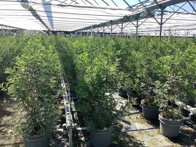 20250830110449262720