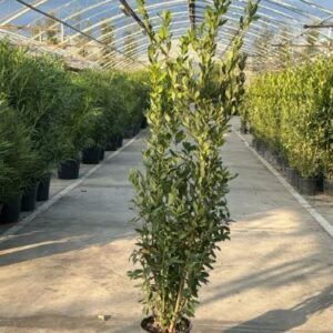 Laurus nobilis – Laurier-sauce / Laurier noble