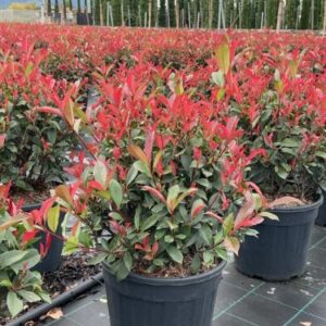 Photinia × fraseri 'Red Robin' - Photinie de Fraser
