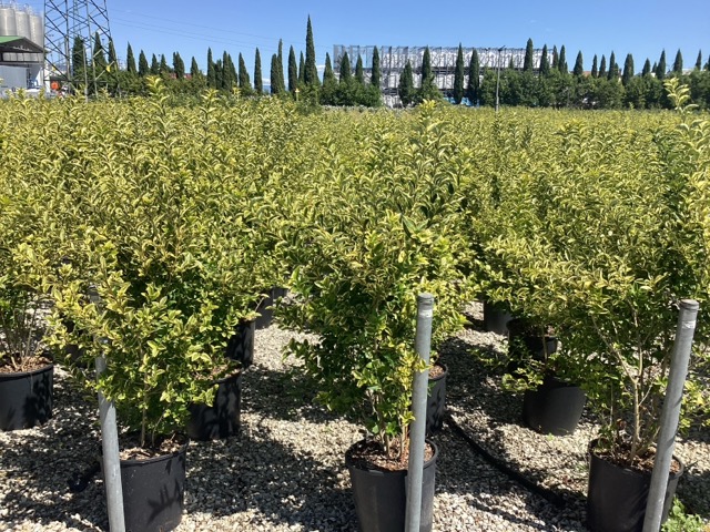 20251124165126077381