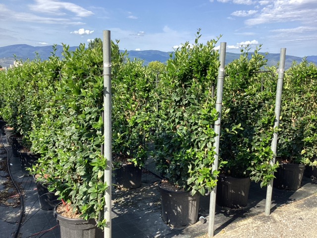 20251124165126407536