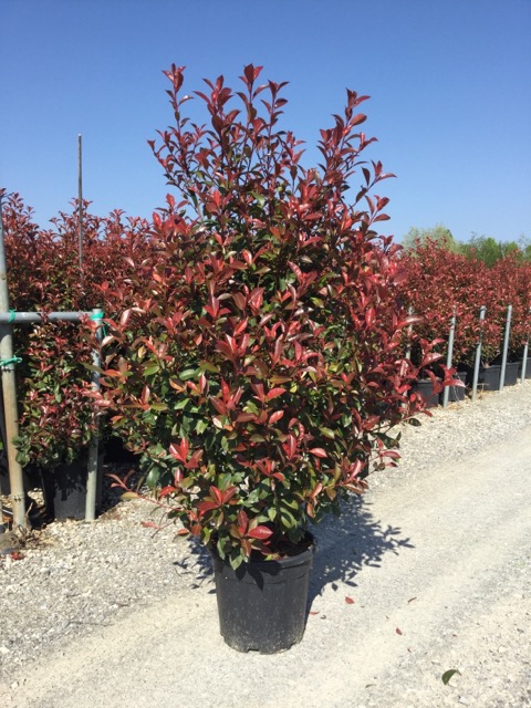 20251209165051363789