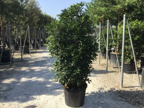 20251210185030447161