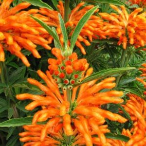 Oreille de lion - Leonotis leonurus
