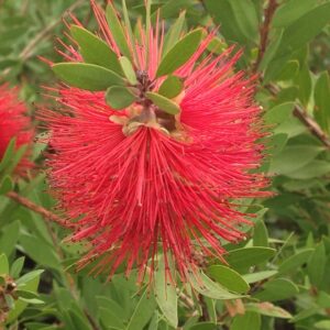 Rince-bouteille lisse - Callistemon laevis
