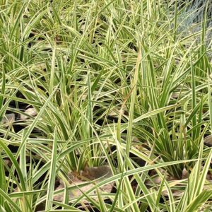 Carex oshimensis 'Evergold' - Laîche du Japon 'Evergold'