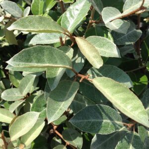 Elaeagnus ebbingei Limelight - Chalef de Ebbing