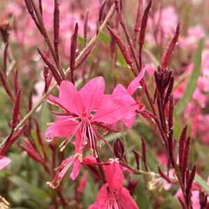 Gaura lindheimeri 'Cherry Brandy' – rose compacte 'Cherry Brandy'