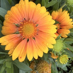 Gaillarde vivace 'Arizona apricot'- Gaillardia aristata arizona