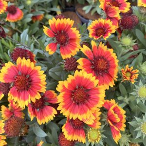 Gaillarde vivace 'Arizona Sun' - Gaillardia aristata Arizona Sun