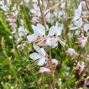 Gaura blanc - Gaura lindheimeri Whirling Butterflies