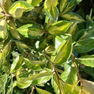 Elaeagnus ebbengei Compacta - Chalef