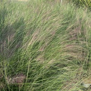 Muhlenbergia capillaris – Cheveux d’ange rose