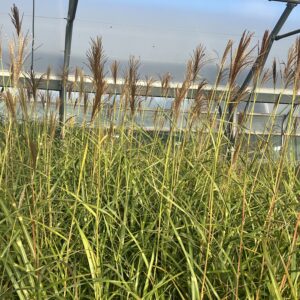 Miscanthus sinensis 'Zebrinus' – Roseau de Chine zébré