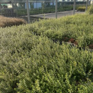 Myrtus communis - myrte commun