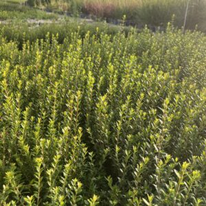 Myrtus communis 'Compacta' – Myrte compact