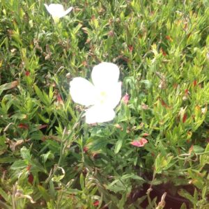 Oenothera speciosa 'Alba' – Onagre blanche
