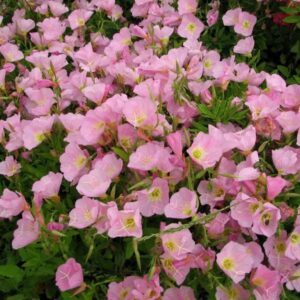 Oenothera speciosa rose – Onagre rose