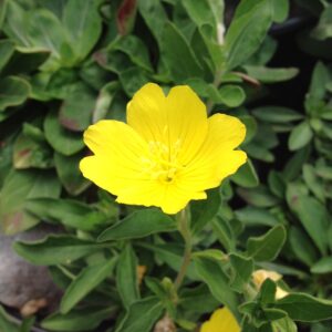 Oenothera tetragona – Onagre tétragone