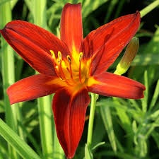 Hemerocalle - Hemerocallis 'Autumn Red'