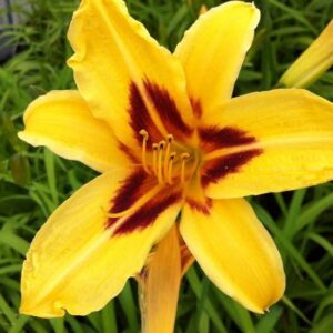 Hemerocalle et acajou - Hemerocallis 'Bonanza'