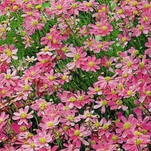 Coreopsis rosea American Dream