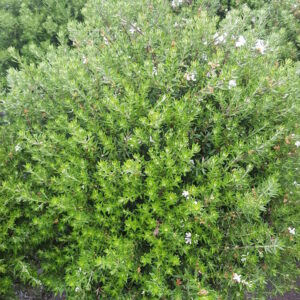 Westringia fruticosa 'Alba'–Romarin d’Australie à fleurs blanches