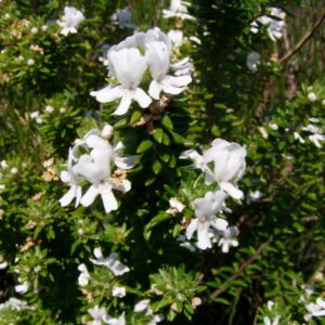 Westringia fruticosa – Romarin d’Australie