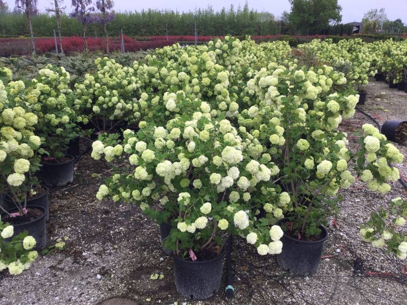 20200423085418486970