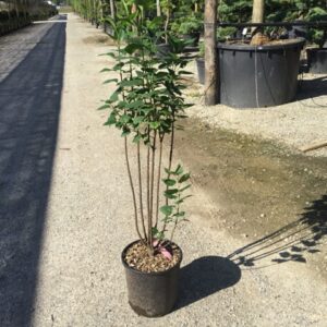 Syringa vulgaris ‘Charles Joly’ – Lilas commun ‘Charles Joly’