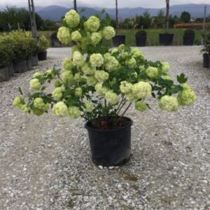 Viburnum opulus 'Roseum' – Viorne obier 'Roseum'