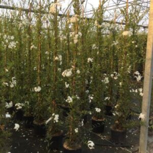 Jasmin de nuit blanc — Solanum jasminoides 'Album'