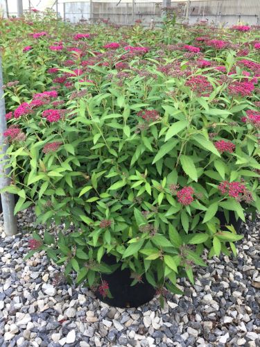 20230523165055755620