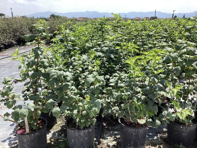 20240817131227883716