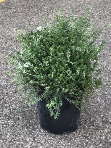 20240826085045983433