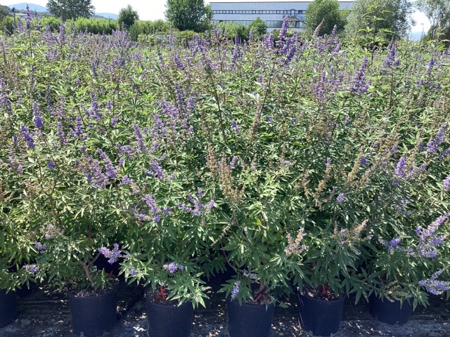 20240904210818786374