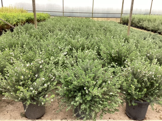 20241218185337069756