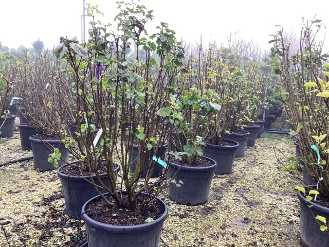 20241219105257684354