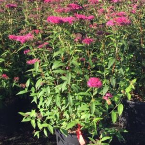 Spirée du Japon – Spiraea japonica 'Anthony Waterer'